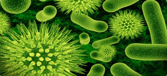 Probiyotikler = Yararlı Bağırsak Bakterileri